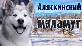 Аляскинский маламут