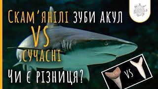 Акули не змінились?  Німі свідки Всесвітнього потопу #2