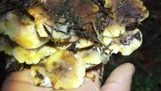 2023년 12월 31일 뽕나무 버섯 채취비가 오니 자동으로 해동