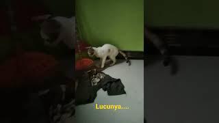 tingkah kucing yang lucu