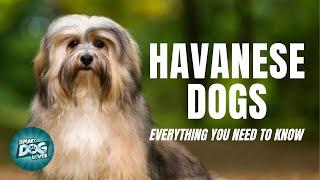 Havanese Dogs Breed Guide  Dogs 101 - Havanese Dog