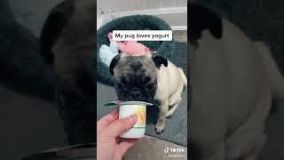 Pug love yogurt