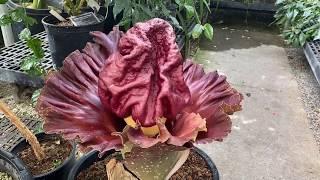 Amorphophallus paeoniifolius in Bloom