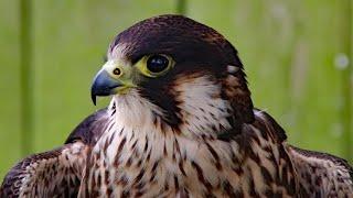 Peregrine Falcon Sounds  Peregrine Falcon Sound Effects  Peregrine Falcon Calls  Falcon Noises