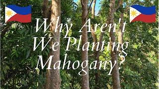 Why we Arent Planting Mahogany