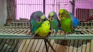 Budgies Sounds  part 8 for Lonely Budgies