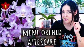 Mini Phalaenopsis After Care - Cutting flower spikes & watering - Orchid Care for Beginners