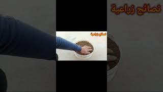 جرب طريقة زراعة السلق من البذور في المنزل #زراعة #زراعة_السلق #نصائح_زراعية