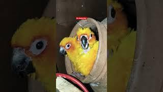 Beautiful Sun Conure Parrot  #shorts #ytshorts #youtubeshorts #sunconure