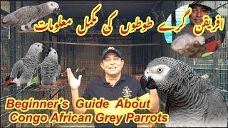 Congo African Grey Parrot Full InformationBreeding Tips and TricksDiet PlansHindi\Urdu