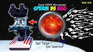 SPERMA vs SEL TELUR MANUSIA  Sperm & Egg Fertilization Microscope Zoom 1000X