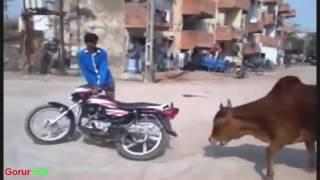 world best laughing comedy scene cow gorur hut mondi bd