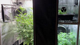 Infinite Harvests with a 2-in-1 Grow Tent and 1 Hemp Plant