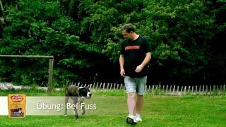 FRESCO Hundetraining mit Martin Rütter - Bei Fuss