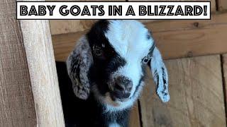 Trying to Keep Newborn Baby Goats Alive In A Snowstorm