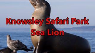 KNOWSLEY SAFARI PARK SEA LION@