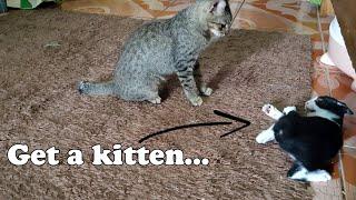 Very Intense Kitten and Cat playing fighting  Never a Dull Moment with kittens