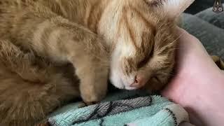 Cats Who Are Affectionate A Compilation