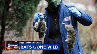 Rats gone wild Chicago rodents damage cars build nests under hoods