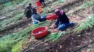 Onion Farming in Maharashtra  Onion Farming in India  Onion Cultivation in India