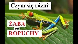 Czym się różni ŻABA od ROPUCHY