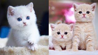 Baby Cats - Cute and Funny Cat Videos Compilation #58  Aww Animals