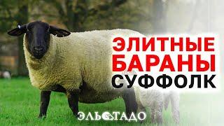 Идеальная порода овец для разведения — Суффолк Лучшие мясные бараны С чего начать овцеводство?