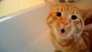 Official Video Cat Bath Freak Out -Tigger the cat says NO to bath