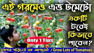 গরমেও প্রচুর টমেটো পাবার গোপন পদ্ধতি  Best secret how to grow more tomatoes in summer 