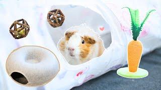 Guinea Pig Haul Trying Out CAT Toys