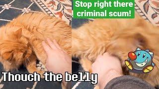 Cat Belly Rubs Dangerous?  Parker The Cat