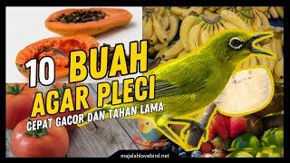 10 Buah-buahan Agar Burung Pleci Cepat Gacor Kaya Akan Nutrisi dan Manfaat