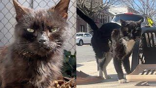 Rescuing a senior street cat and more