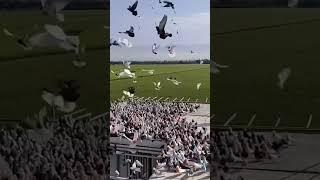 kabootar #youtube #video #viral #pigeon #videoshort #1k #shorts