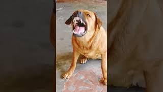 Dog sounddog barking#shorts #dogbarking #viralshorts #youtubeshorts #dog sound