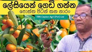 පොත්ත පිටින් කන නාරං ගැන ඔබටත් ප්‍රශ්නද?  kumquat  Ceylon Agri  Episode 405