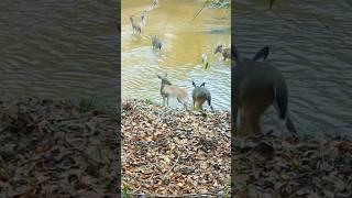 An Army of Deer Crossing a River  #animalshorts #trailcamera #naturelovers #outdoor #wildlife