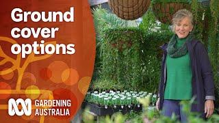 Native groundcover plant options for every garden environment  Gardening 101  Gardening Australia