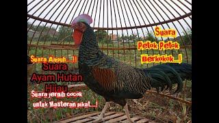 Suara Pikat Ayam Hutan Jantan petok petok Berkokok gacor  Ayam Hutan Hijau lain pasti terpikat