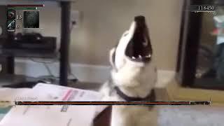 Dog sounds like vampire