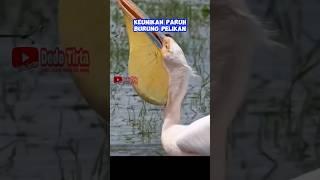 Keunikan Paruh Burung Pelikan #feedshorts #faktaunik #shortvideo #facts