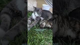Cat Goes Absolutely Everywhere With His Dad  The Dodo