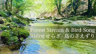 【自然環境音】穏やかな川のせせらぎ・鳥のさえずり  睡眠 瞑想 勉強 作業用 BGM  リラックス・癒し  自然音 Nature Sounds  ASMR