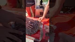 Turtle rescued from tangle of fishing lines