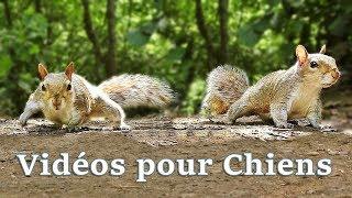 Vidéos pour Chiens  Videos for Dogs to Watch Squirrels 