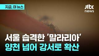 서울 습격한 말라리아…양천 넘어 강서로 확산｜지금 이 뉴스