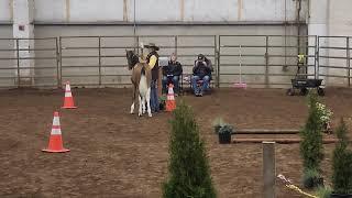 Stella Steens mustang by Cindy McCoy trail course