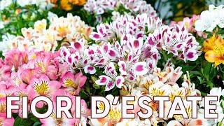 Alstroemeria cura e coltivazione del giglio di fuoco 