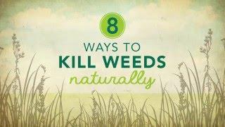 8 Ways to Kill Weeds Naturally