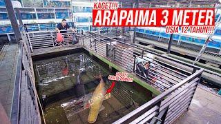 BORONG DI TOKO IKAN PREDATOR DAN IKAN HIAS TERBESAR DI YOGYAKARTA - KAGET NEMU ARAPAIMA 3METER